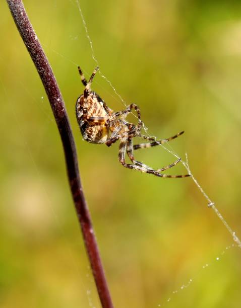 istock Araneus diadematus 896851716