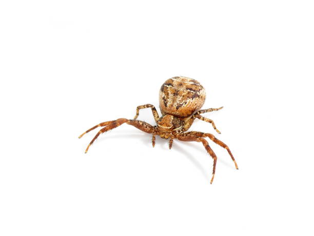 istock Xysticus cristatus 896851746