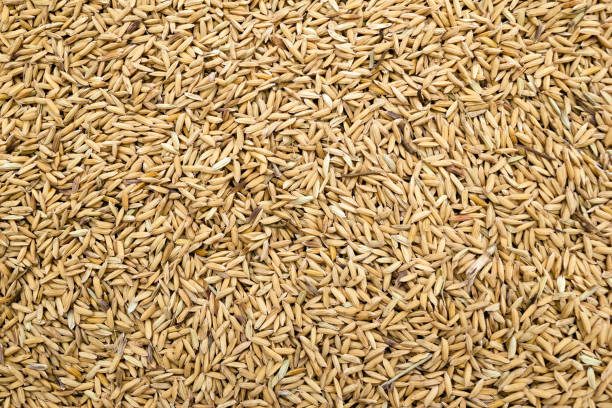 istock Wheat seeds close up for background. Top view. 896853198