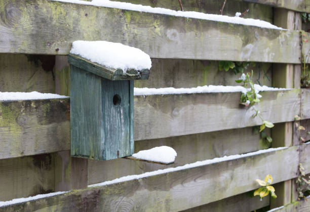 istock Birdhouse covert in snow 896862838