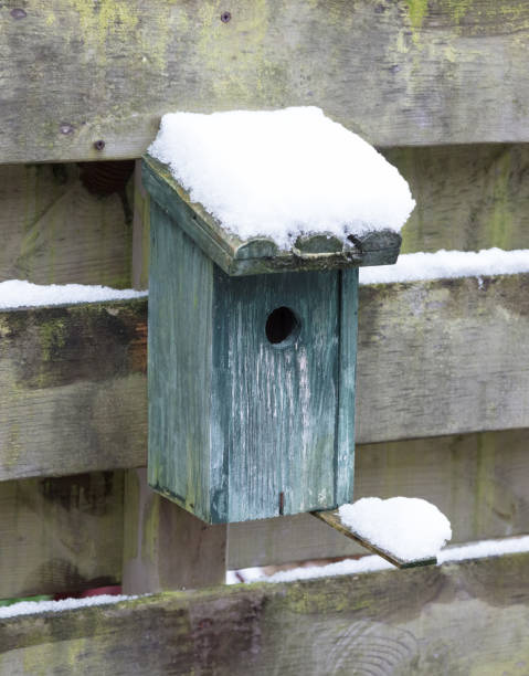 istock Birdhouse covert in snow 896862874