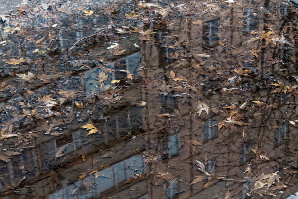 istock Reflection tree branches and building in the puddle, urban background 896863296