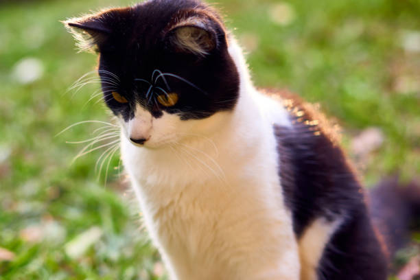 istock Black and white cat sitting on lawn looking down. 896870972