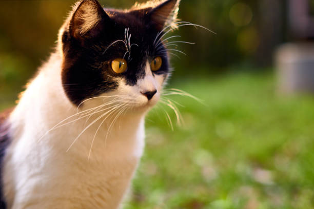 istock Black and white cat sitting on the grass in alert position. 896877550