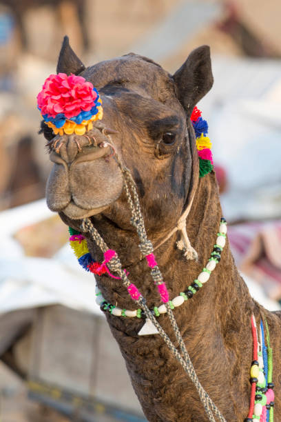 istock Portrait of a camel 896880490