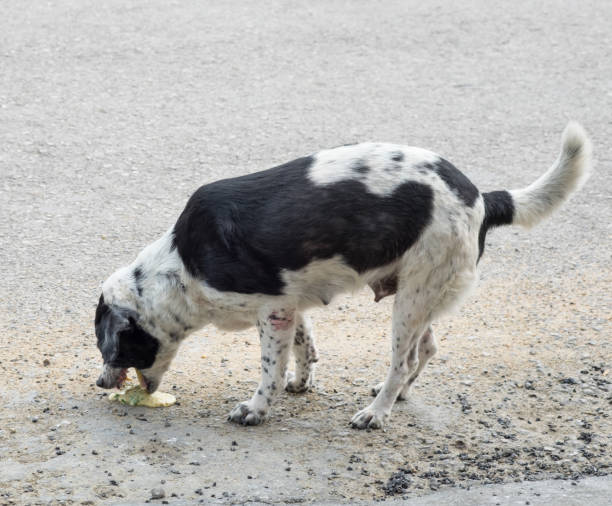 hund husdjur sjuka kräkas - spy bildbanksfoton och bilder