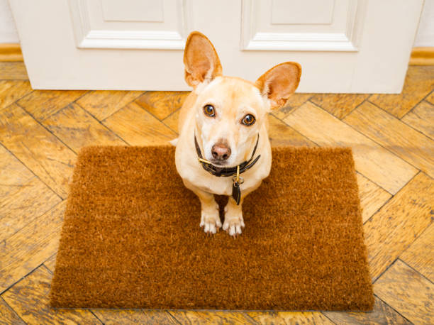 istock dog waits at door for a walk 896891882
