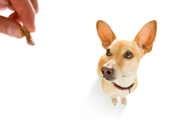istock dog  treat with owner 896891944