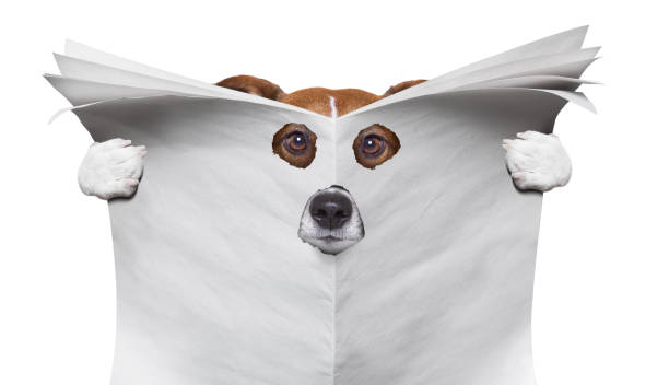 spy dog reading a newspaper spy curious  dog  peeping  through hole in  empty blank  newspaper, paper or magazine, isolated on white background peeking photos stock pictures, royalty-free photos & images