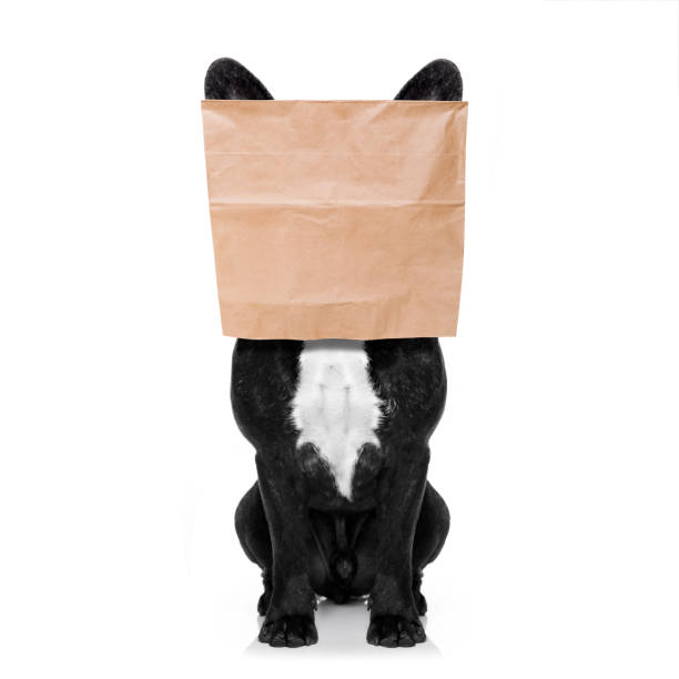 istock dog with paper bag on head 896892258