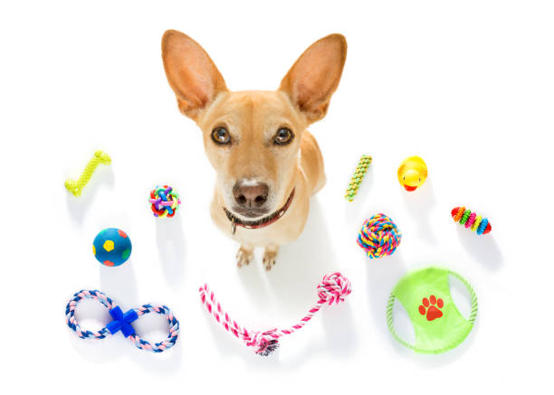 cane con giocattoli per animali domestici - podenco foto e immagini stock