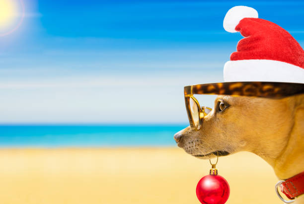 istock dog watching the beach on summer christmas holidays 896896918