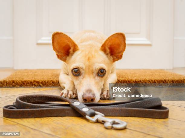 Dog Waits At Door For A Walk Stock Photo - Download Image Now - Pet Leash, Dog, Podenco