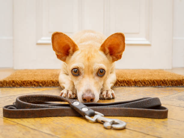 dog waits at door for a walk - podenco imagens e fotografias de stock