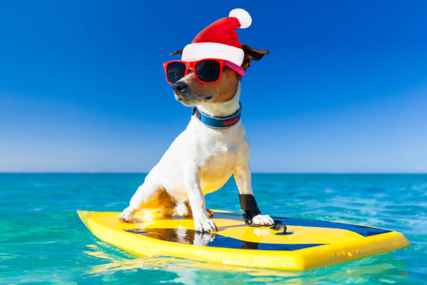 surfer christmas santa claus dog stock photo