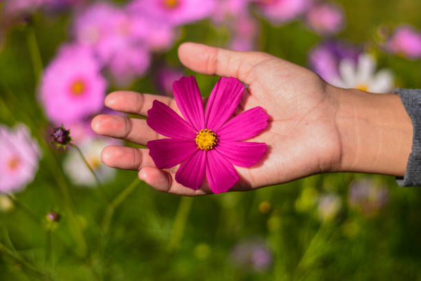istock Daisy or Maxi Daisy colorful in the garden. 896897420