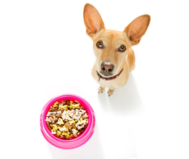 istock hungry dog with food bowl 896897712