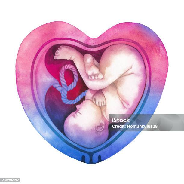 Watercolor Embryo Inside The Heart Shaped Womb Stock Illustration - Download Image Now - Fetus, Drawing - Art Product, Art