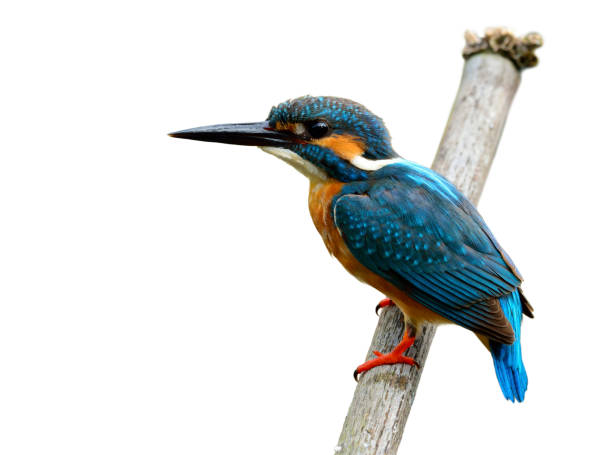 istock Beautiful blue bird, Common kingfisher (Alcedo atthis) perching on dried bamboo wood showing side feathers isolated on white background, fascinated nature 896912354