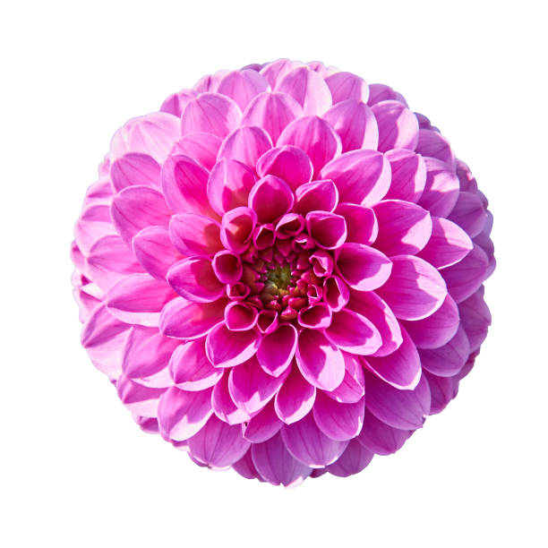istock Beautiful red white dahlia. Isolated on white in the background 896912652