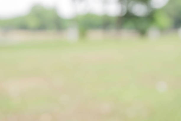 istock Blurred nature background / green and white background from tree in sun light. 896912890