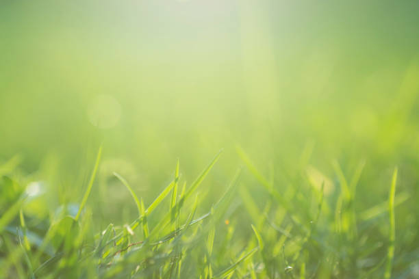 istock Beautiful green grass as background 896913188