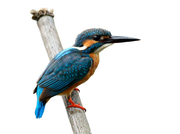 istock Blue bird, Common kingfisher (Alcedo atthis) perching on dried bamboo wood showing back feathers isolated on white background, fascinated nature 896913494