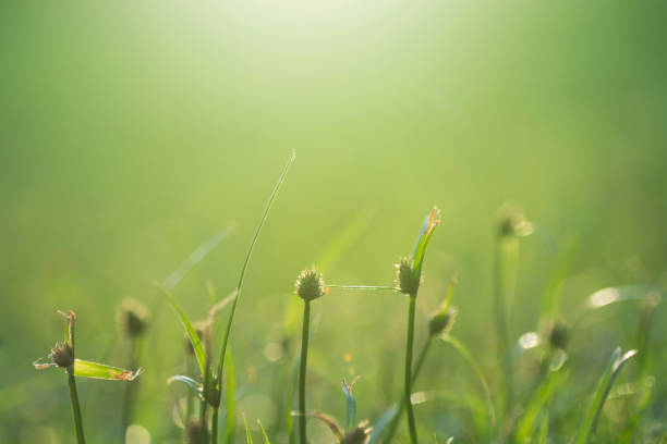istock Beautiful green grass as background 896913736