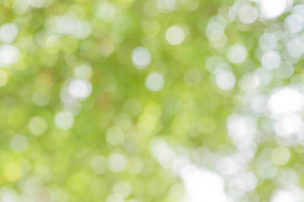 istock green bokeh / bokeh from tree / blurred tree / Blurred nature background / green and white background from tree in sun light. 896915998