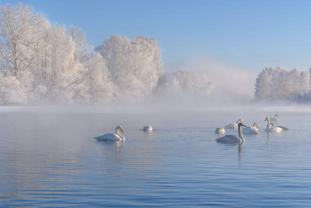 swans lake mist azure wintering stock photo