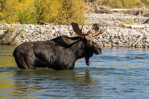 a bull moose crossing a river during the fall rut