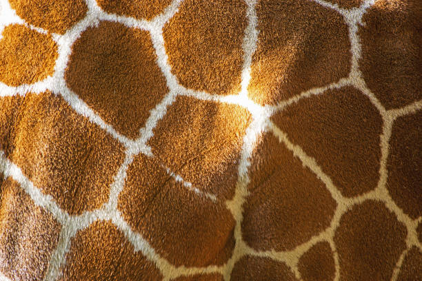 reticulated giraffe skin - giraffe print imagens e fotografias de stock