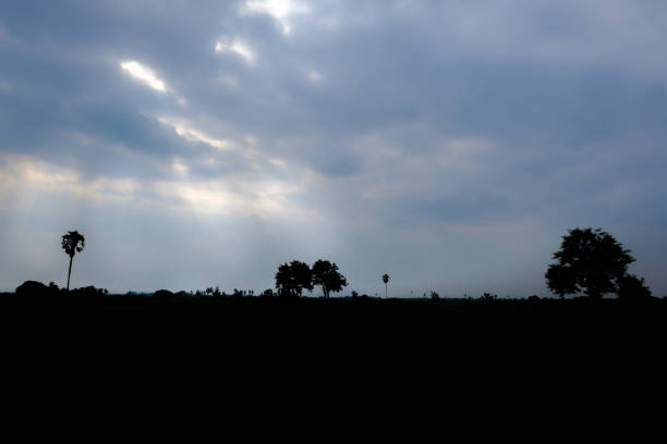 Shadow of tree in evening light and sunlight from sky.