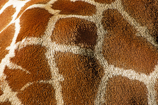 Reticulated Giraffe skin close up for use as a textured background.