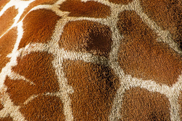 reticulated giraffe skin - giraffe print imagens e fotografias de stock