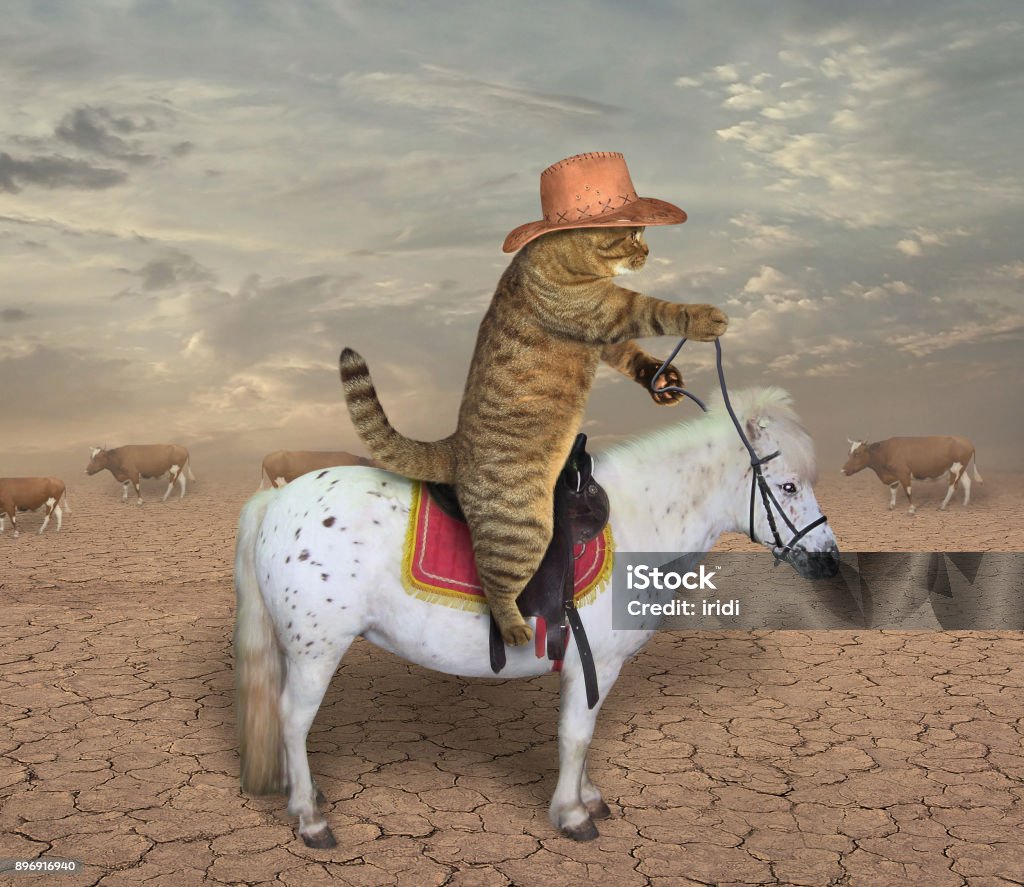 Cat cowboy on a horse The cat cowboy riding a horse grazes cows. Cowboy Stock Photo