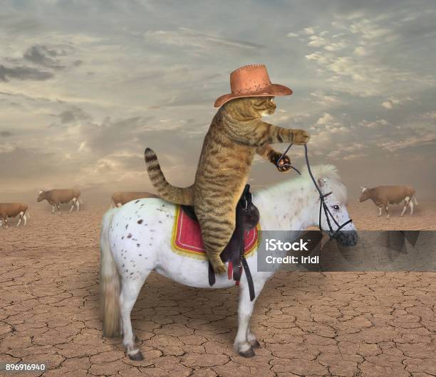 Cat Cowboy On A Horse Stock Photo - Download Image Now - Cowboy, Horse, Domestic Cat