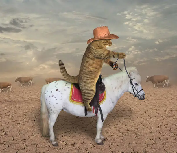 The cat cowboy riding a horse grazes cows.