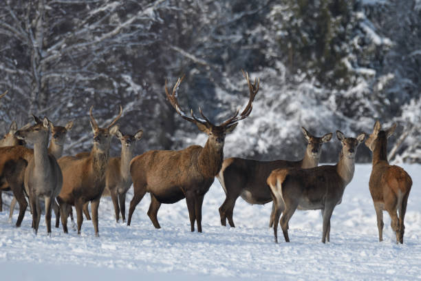 istock Deers deerskin walking in the winter on the snow 896919328