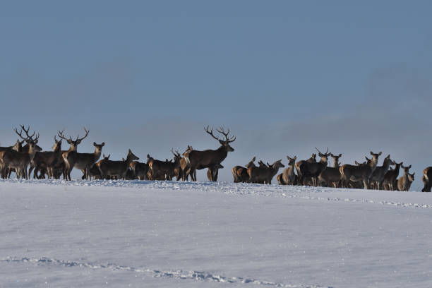 istock Deers deerskin walking in the winter on the snow 896919764
