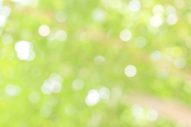 istock green bokeh / bokeh from tree / blurred tree / Blurred nature background / green and white background from tree in sun light. 896922692