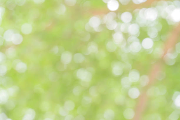 istock green bokeh / bokeh from tree / blurred tree / Blurred nature background / green and white background from tree in sun light. 896923636