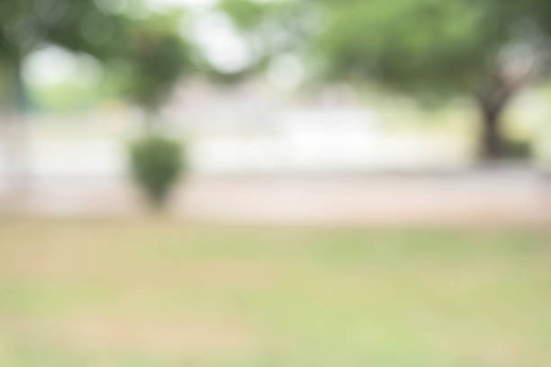 istock Blurred nature background / green and white background from tree in sun light. 896926156