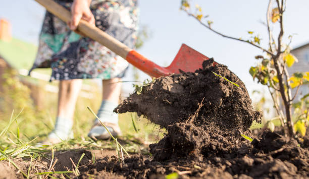 istock a woman digs a garden with a shovel 896926840