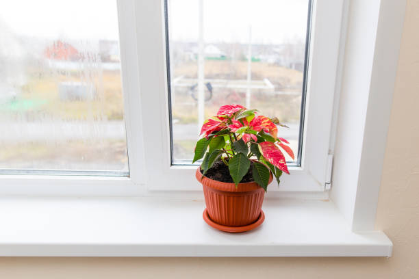 istock Flower in a pot on the window 896926908