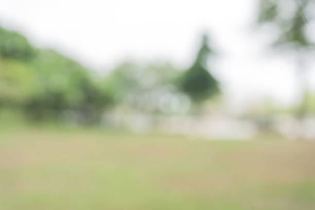 istock Blurred nature background / green and white background from tree in sun light. 896929680