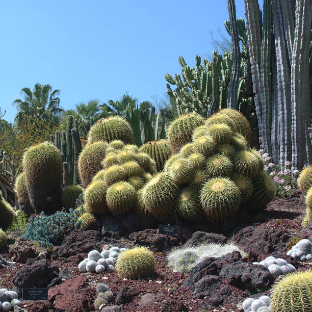 jardins de cactus - grusonii photos et images de collection