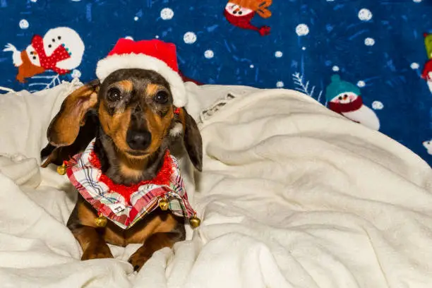 Photo of A Dachshund puppy dressed up for Christmas.