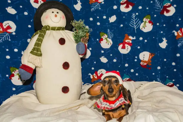 Photo of A Dachshund puppy dressed up for Christmas.