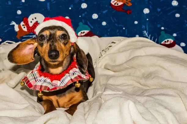 Photo of A Dachshund puppy dressed up for Christmas.